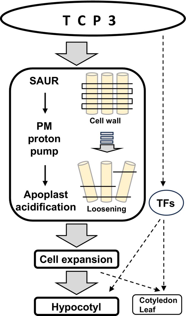 TCP3-mediated regulation of cell expansion in Arabidopsis thaliana

Koyama et al.

📖 nph.onlinelibrary.wiley.com/doi/10.1111/np…