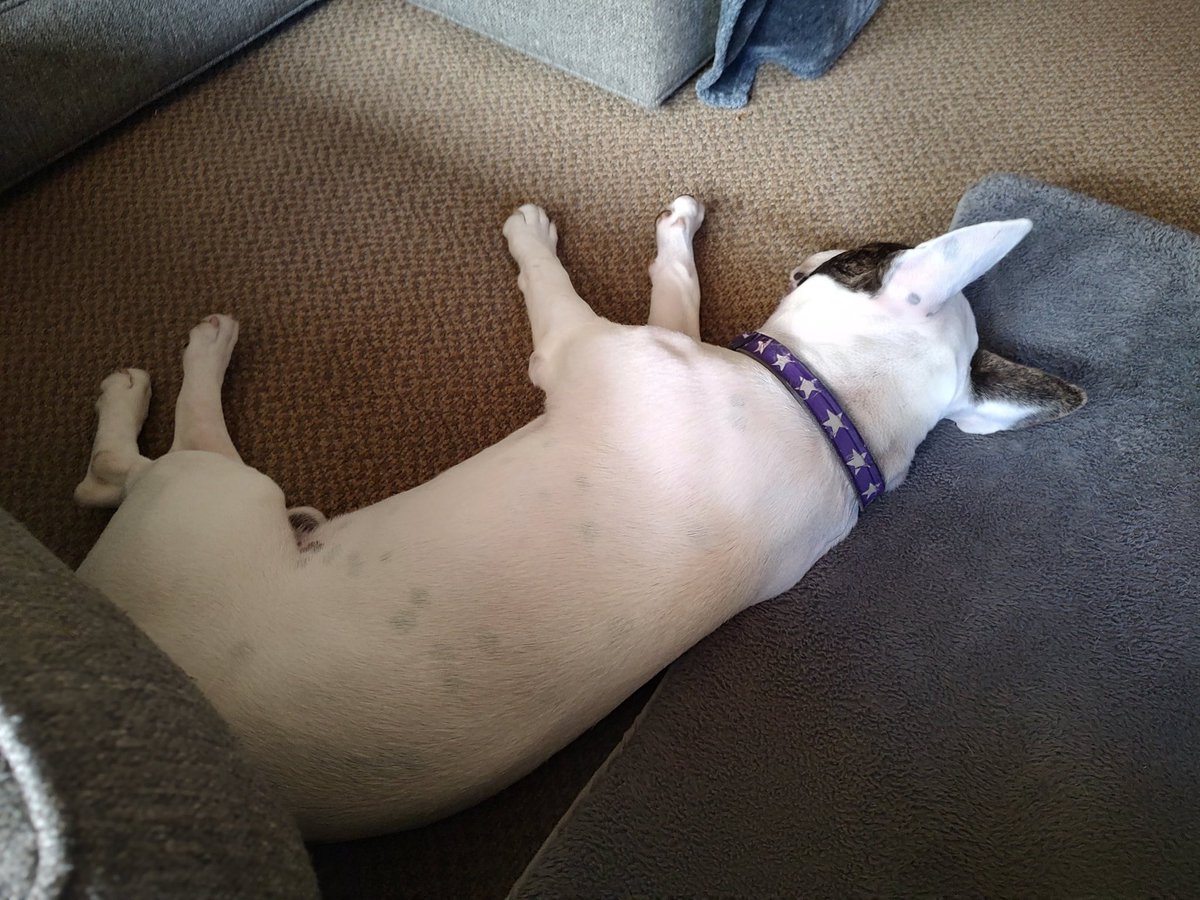 rexthetvterrier's tweet image. Goodnight everyone 💞. Dream of a better world ☮️.  I know that&apos;s not easy right now.   #Goodnighteveryone #KindnessMatters #WeMissYouRex #Dogs #LoveYouRex #SweetDreamsSpike