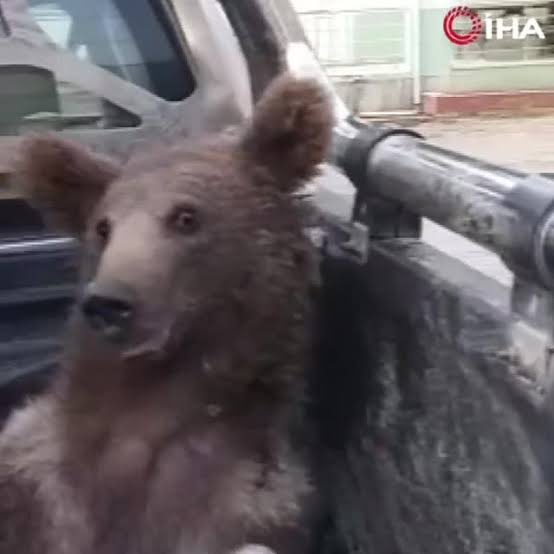 çok isli peynir yediğim için tansiyonum çıktı