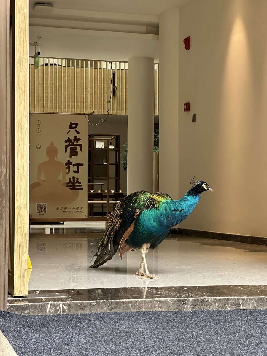 只管打坐🧘 #BUIDL #TagAI