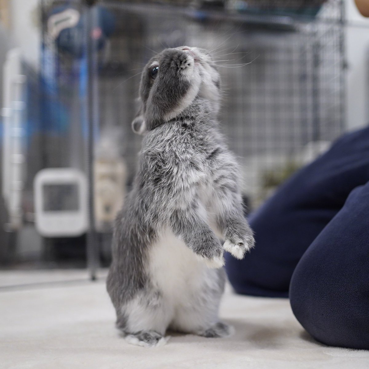 うさぎ ネザーランドドワーフ カラー:ヒマラヤン 不思議ちゃんな男の子