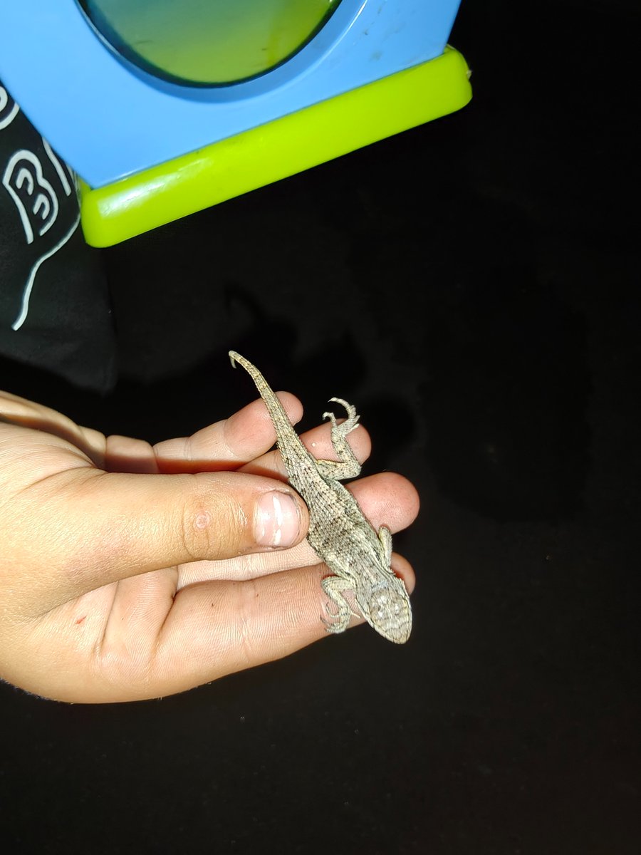 晚上跑步，遇到一个小朋友从十多米远的地方使劲叫我，我以为小朋友找不到家了，赶紧走过去，结果小朋友问我想不想看他的蜥蜴，我愣了一下说想，然后他很高兴的把他的蜥蜴拿出来让我看，还允许我给他的蜥蜴拍个照，于是就有了这张照片 😂😂😂😂