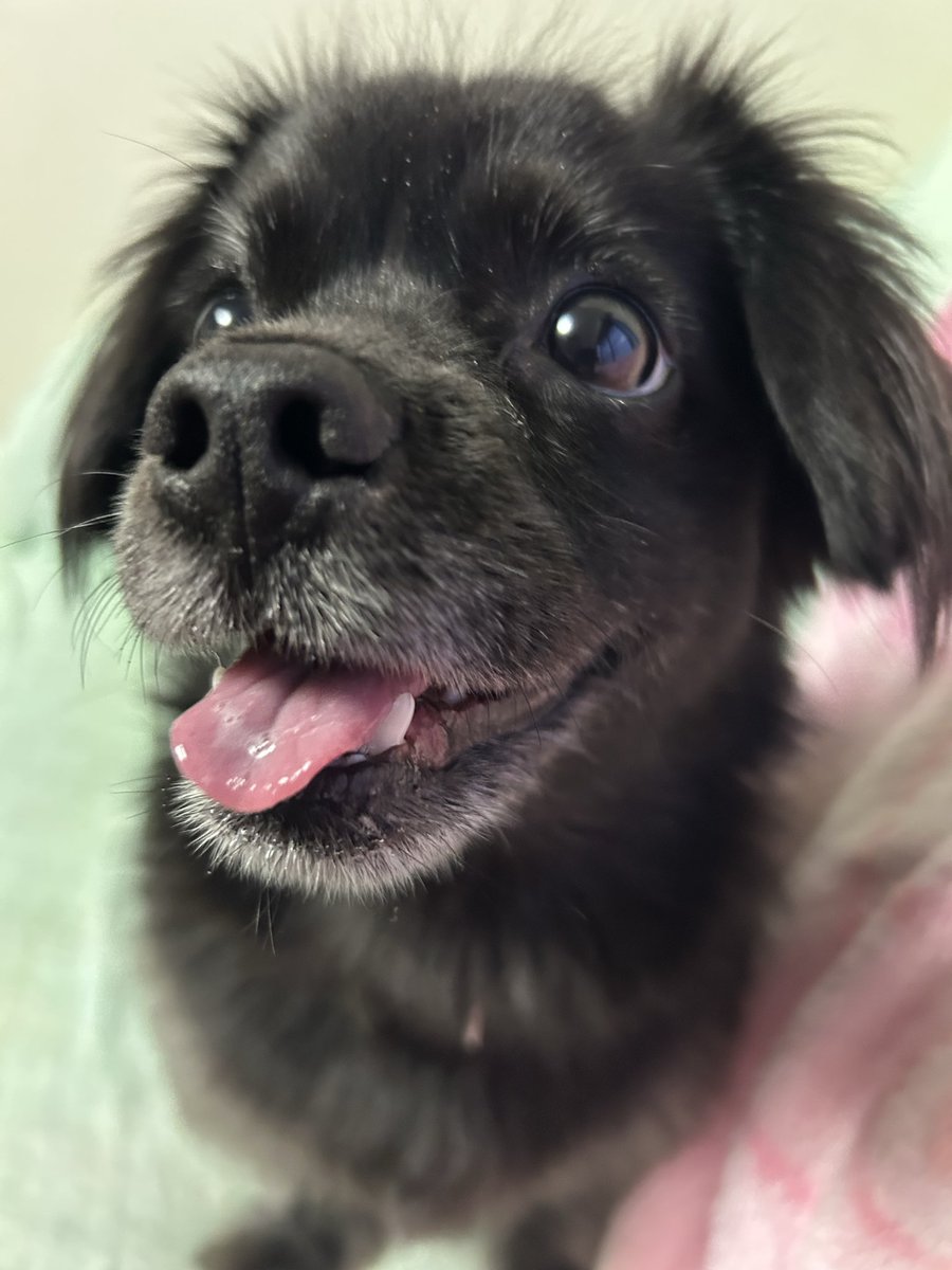 muroi_sakurai's tweet image. いぬのあたまパヤパヤなのです〜✨

 #犬のいる暮らし  #犬のいる幸せ  #犬好きさんと繋がりたい  #フォロバ100変垢以外