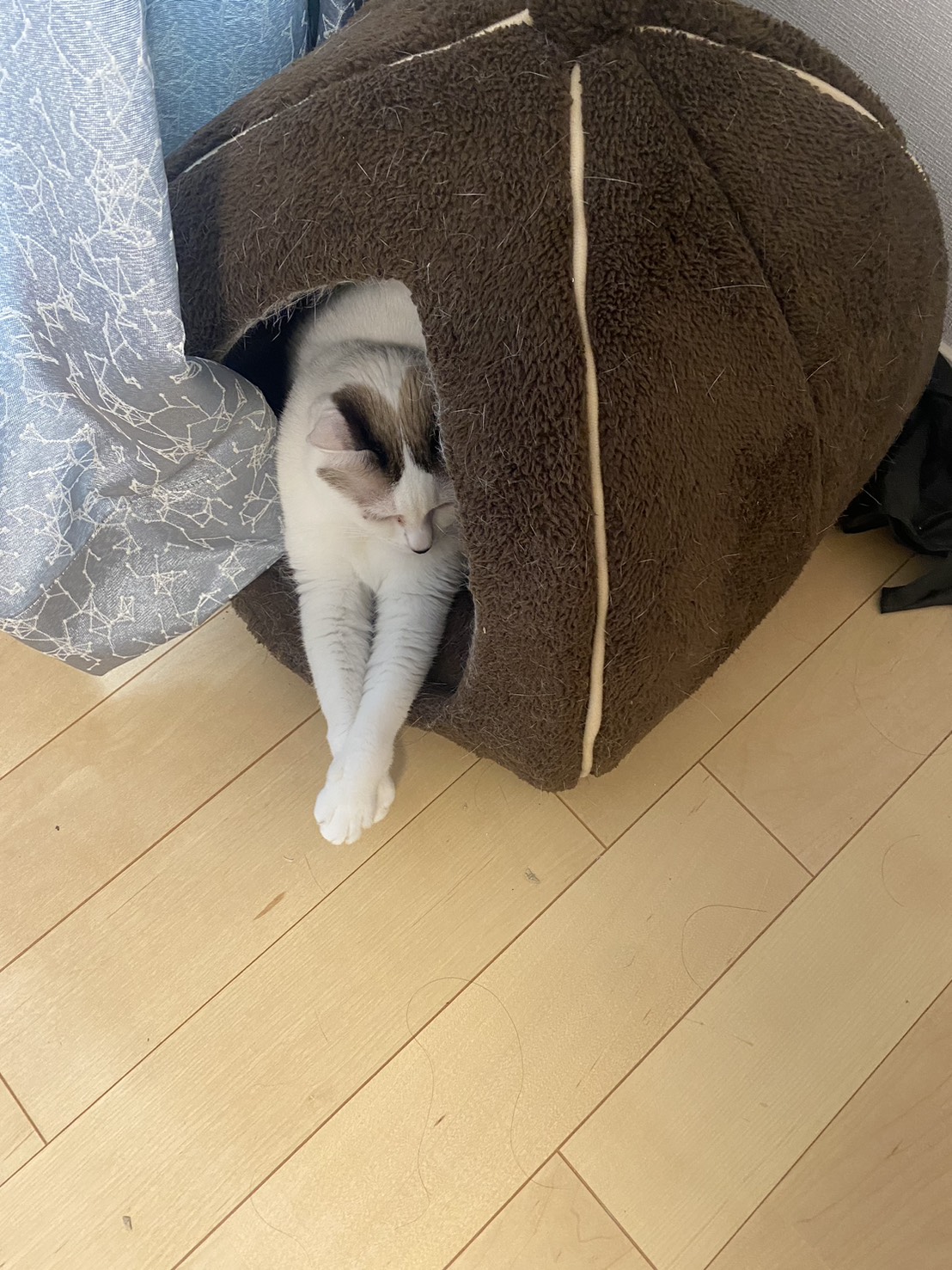 もじゃ子さん on X: 