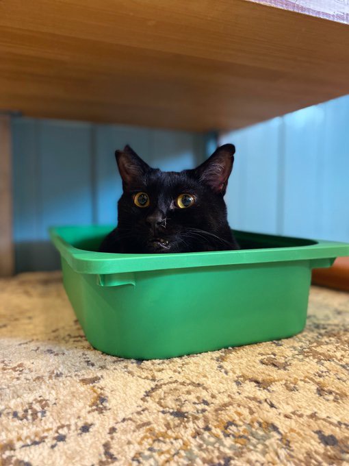 ぱー子 title BAPE® X KIDSUPER BAPE STA *本コレクションはBAPE STORE