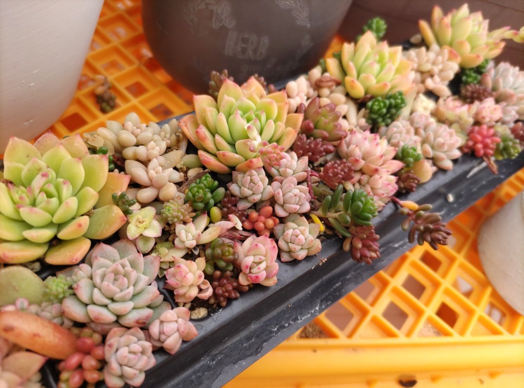 夏目漱石『草枕』

山路を登りながら、こう考えた。
水遣らざれば焼けが勝つ。
陽を遮れば徒長(なが)される。
見ずを貫(とお)せば全滅だ。
とかくに今の夏は育てにくい。

育てにくさが高じると、北海道へ引き越したくなる。
そこへ越しても冬があると悟った時、覚悟が生れて、腹が据わる。