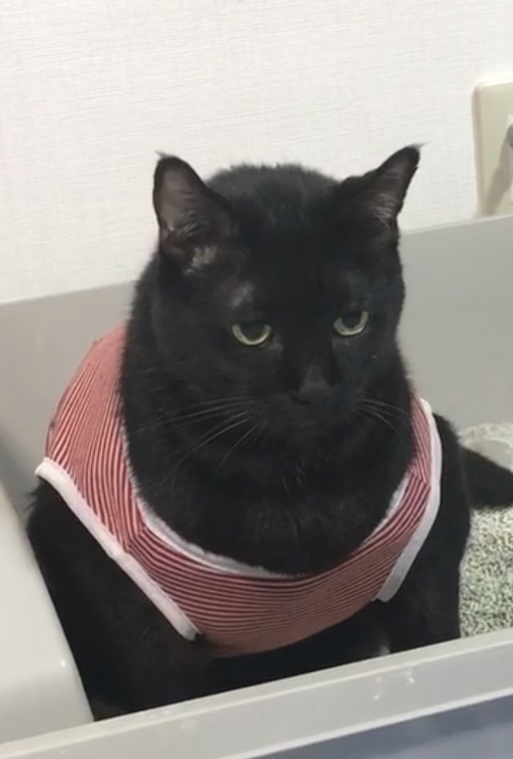 絶対にこっち向きでするって決めてルナ🐈‍⬛