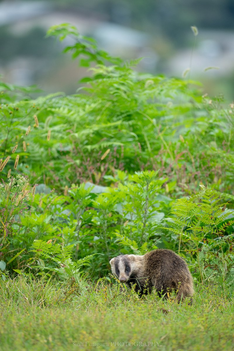 sinh11's tweet photo. #今日のいちまい, むらとあなぐま。
.
静かな山村に、忙しない動物たち。
.
.
Tohoku, Japan / Oct.2025
#アナグマ #野生動物 https://t.co/8dM3UTzUoU