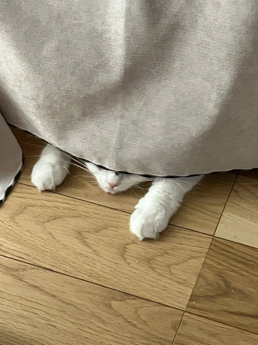 shunzeru's tweet photo. 自分のうんち掃除を監視するもの https://t.co/w3cSVdoPet