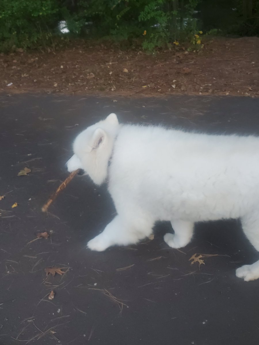 NOT FANDOM RELATED: I forget his name but I see him almost every time I walk at the park. I asked if I could take his picture and then I got to pet him 💕😭💕