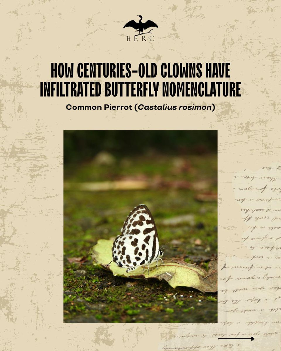 BERCtrails's tweet photo. Most artists have turned to nature for inspiration, but here, it’s an art form that has influenced butterflies.

#ButterfliesOfIndia #ButterflyStories #BERCTrails #NatureHistory 

Cont.. https://t.co/qpcRARnzds