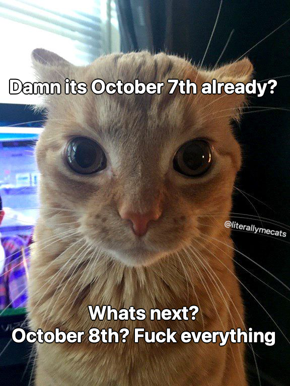 LiterallyMeCats tweet media