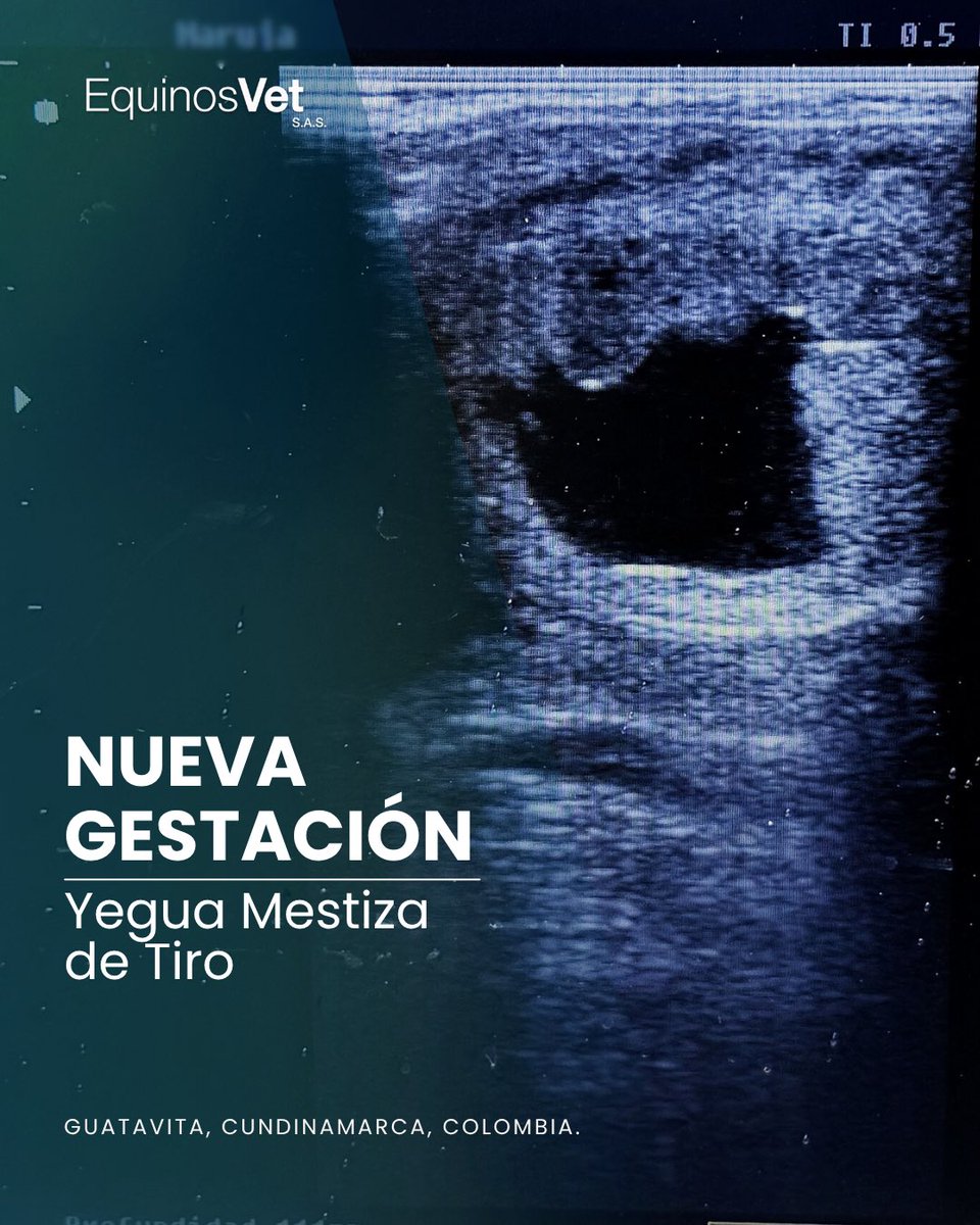 🐎 ¡Confirmado! Una nueva cría viene en camino.

📷 Ecografía transrectal:
La imagen revela una gestación de 21 días.

🙏 Gracias al propietario por confiar en nuestro trabajo y permitirnos acompañarlo en este viaje.

❤️ Seguiremos monitoreando esta gestación con todo el cuidado.