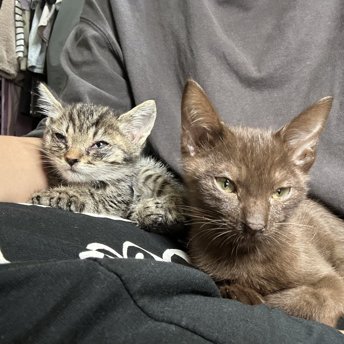 Nyan_Heityou's tweet photo. 約1週間前に子猫たちをお迎えしましたฅ^•ω•^ฅ
茶色い子がチャイでキジトラの子がモカです🤎🖤
これから2匹をよろしくお願いいたす！ https://t.co/sGfhnSo0Zb