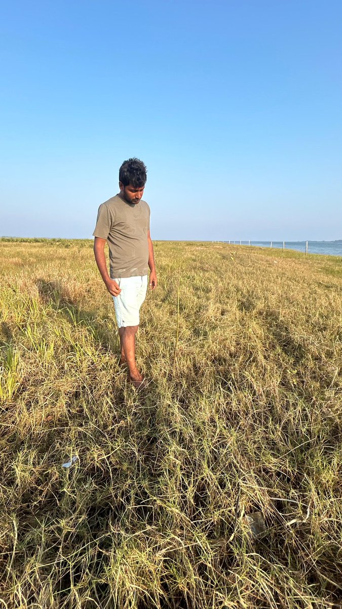 SoumyaMarineWL's tweet image. ହେନ୍ତାଳ ବଣ ନାଁରେ ପୁରୀ ଜିଲ୍ଲାରେ ବ୍ୟାପକ ଦୁର୍ନୀତି..
ସରକାର ଚୁପ୍ @CMO_Odisha!😔

My grievance on False report of 50 Ha mangrove restoration in #Puri remains unresolved even after 1month of enquiry order. Yet new govt shows no seriousness in this major scam? @dm_puri @Prem_CWLWOdisha