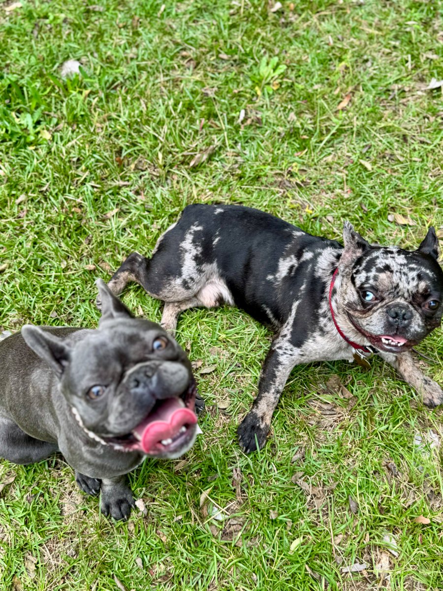WaveKD's tweet image. I BECAME A DOG OWNER 😭
BLU &amp;amp; DOUE #FRENCHBULLDOG #Frenchie