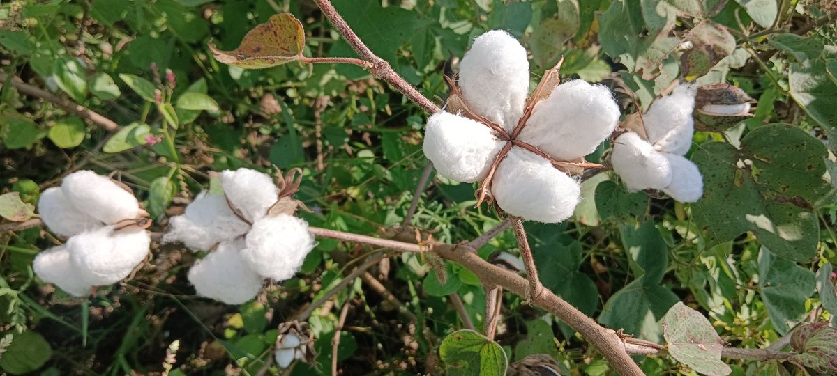 Happy 'World Cotton Day' to all cotton is an integral part my life.For many of our generation, present &amp; future,we see no alternative but cotton cultivation.Warm greetings to cotton related companie, worker, ginning and textile mill owners &amp;  importantly, consumers who use cotton