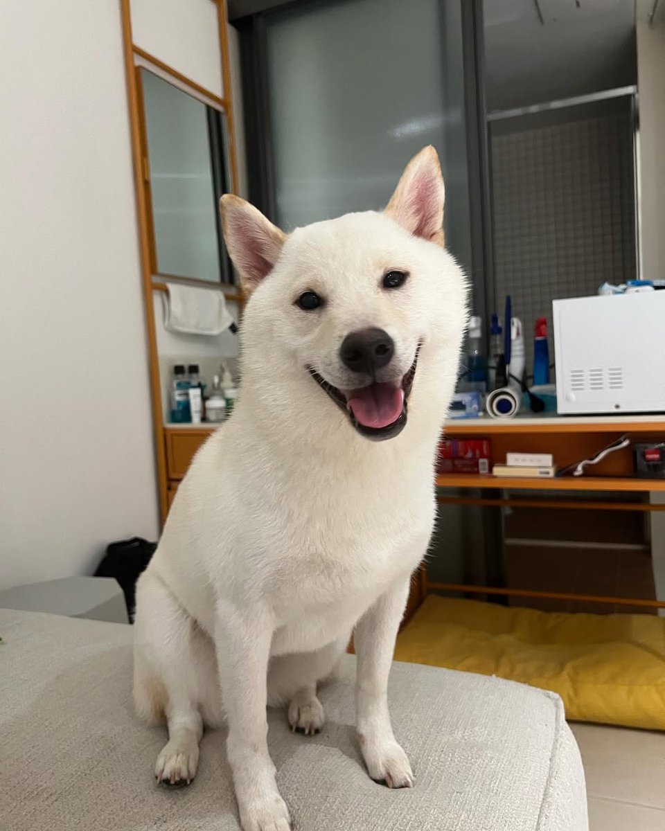 わんこと過ごす休日がいちばんの癒し