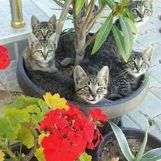 İNSANLAR GÜNAYDIN..😊