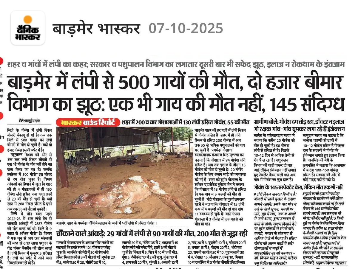 बाड़मेर में लंपी से 500 गायों की मौत, दो हजार बीमार विभाग का झूठ: एक भी गाय की मौत नहीं, 145 संदिग्ध
जिले के गोवंश में लंपी स्किन बीमारी बेकाबू हो गई है अब तक जिले में 500 गोवंश की लंपी बीमारी से मौत हो चुकी है वहीं दो हजार गोवंश इसकी चपेट में हैं