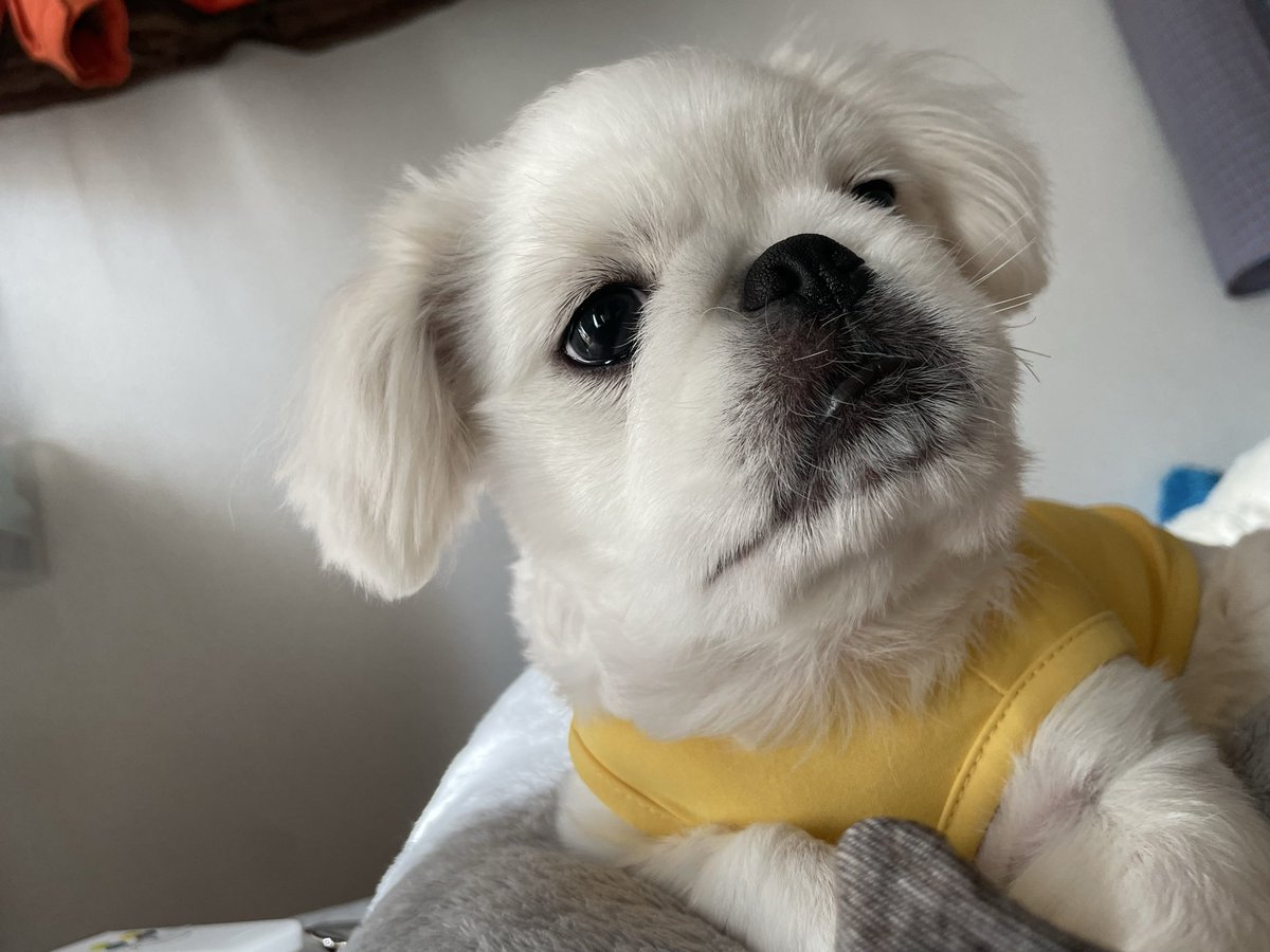 BANPEIYU_dog's tweet image. 普通に枕取って寝てる二重あごいぬ
