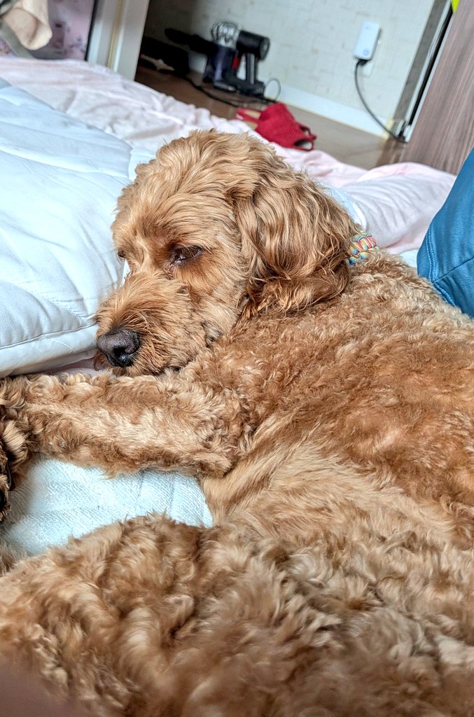 Waffle_Cockapoo's tweet image. 頭のせて寝てるの可愛いなと思ったけど、写真だと伝わりにくい
#コッカプー
#犬