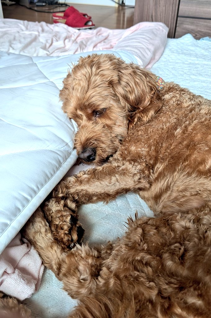 Waffle_Cockapoo's tweet image. 頭のせて寝てるの可愛いなと思ったけど、写真だと伝わりにくい
#コッカプー
#犬