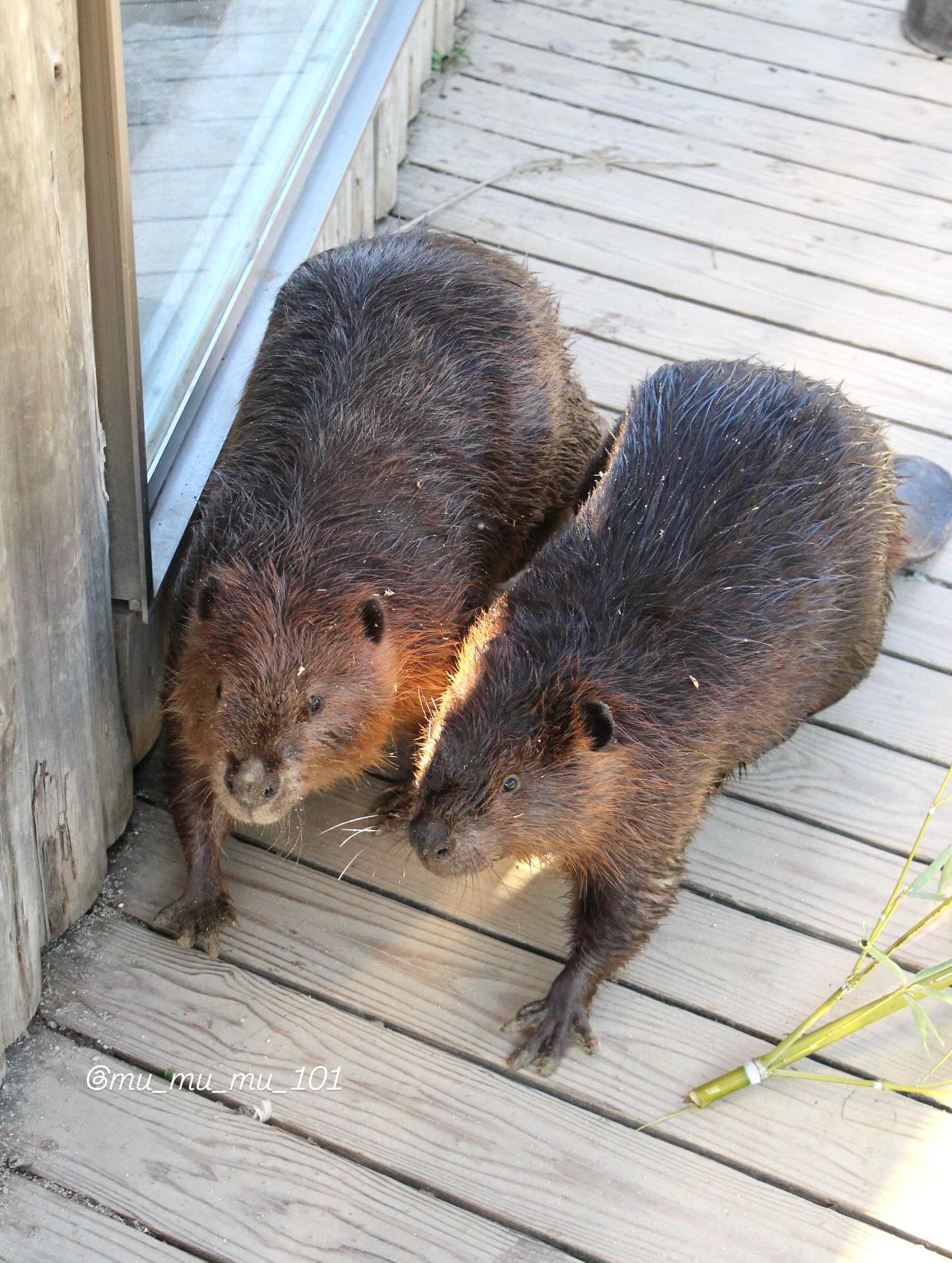 Posts with replies by むーむーむー🍠 (@mu_mu_mu_101) / X