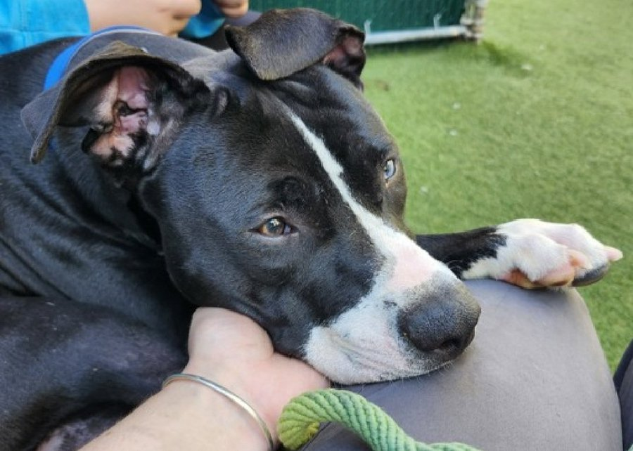 tomsland_'s tweet image. It&apos;s too late. Absolutely beautiful Oopie Goopie has been callously killed💔
NYCACC &apos;s brutal barbarians rush to kill dogs who are fearful of being in the shelter.
NYCACC would rather kill them than calm them.
RIP sweet Oopie Goopie. Unlike heartless humans #AllDogsGoToHeaven🌈
