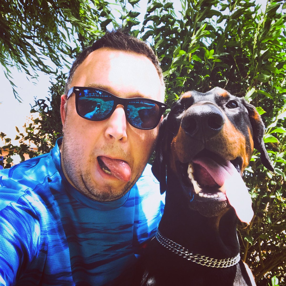 Qlimax54's tweet image. One of my favorites 🐾💙🌈 #TongueOutTuesday #doberman #dogsoftwitter #France #Forever