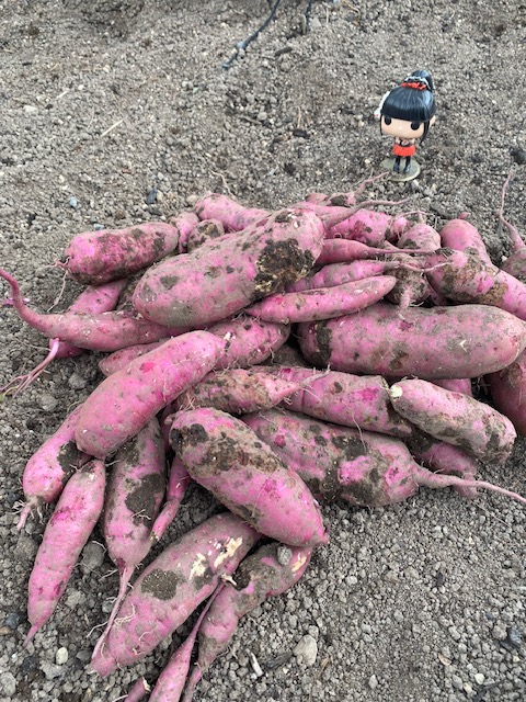 azuki_2007's tweet photo. あぅ。もう１０月じゃまいかぁ～！サツマイモ収穫祭しなきゃだよ～😤うんしょっ...うんしょっ...グキッ、こ、腰が～😭今年もまずまずの出来だぬ。だが、腰！が痛いんじゃ～！ 
#家庭菜園 https://t.co/CbC39yj5lF
