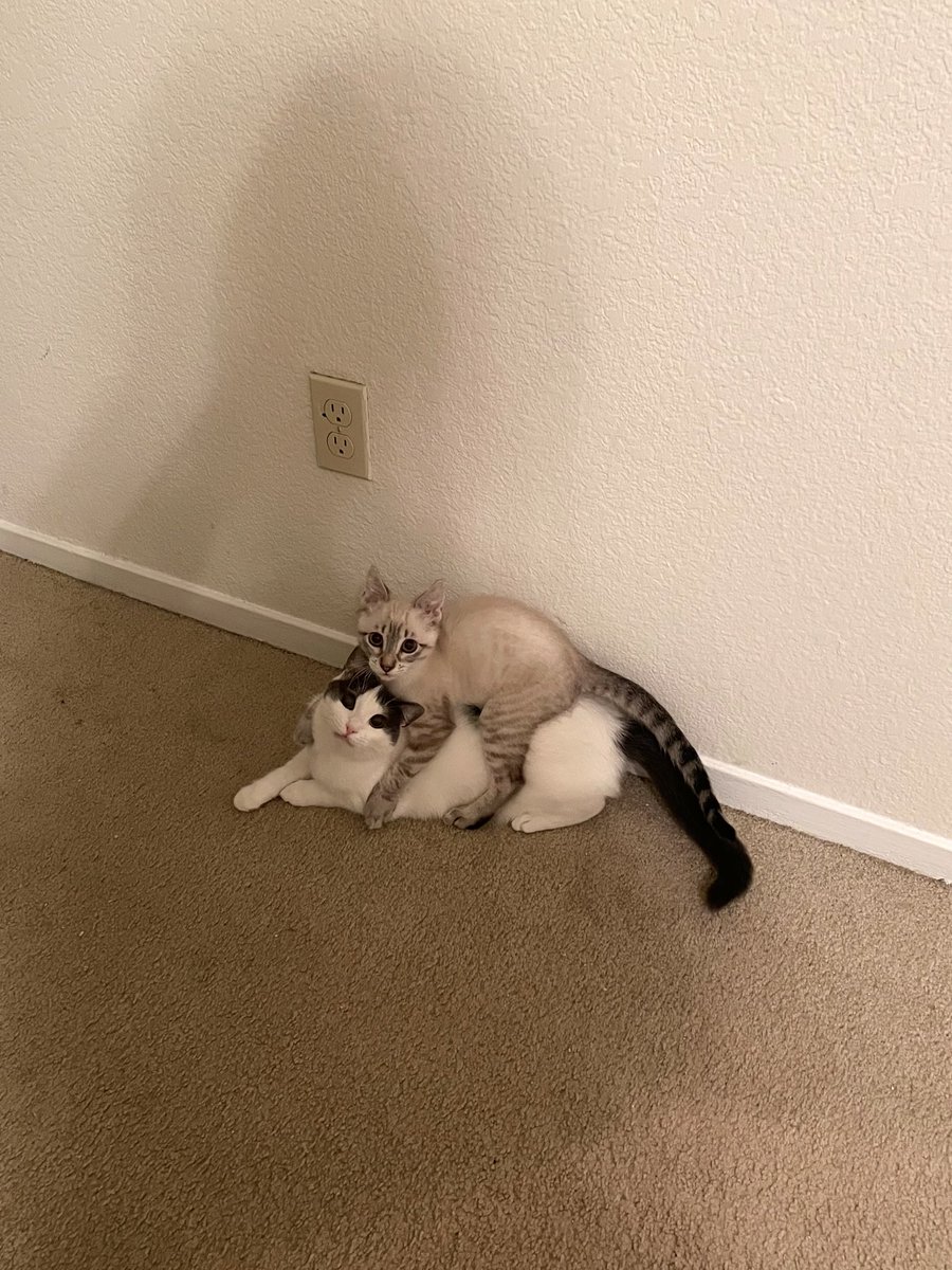 feederofcats's tweet image. Lentil is protecting Wonton from the splashed water literally everywhere allegations