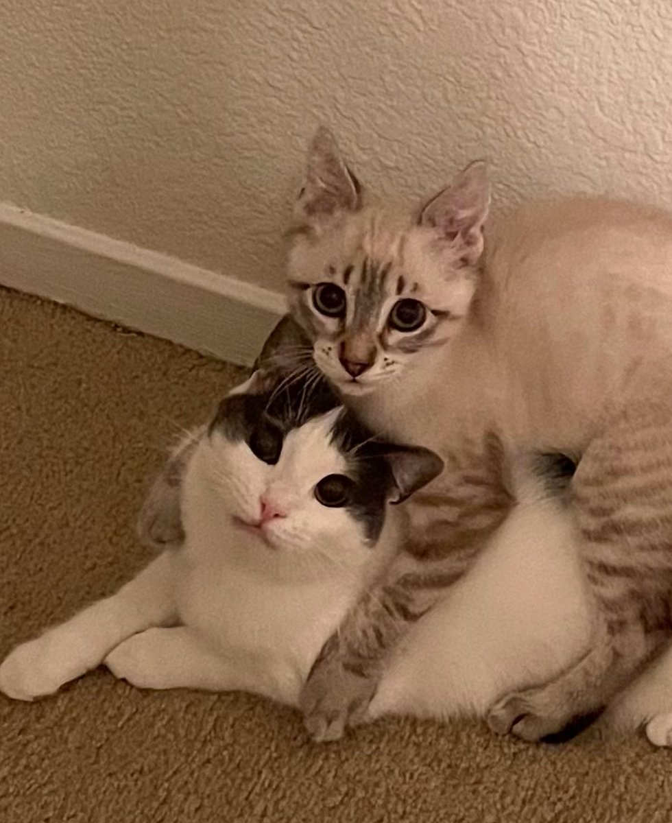 feederofcats's tweet image. Lentil is protecting Wonton from the splashed water literally everywhere allegations