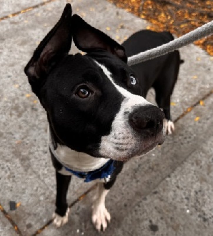 tomsland_'s tweet image. It&apos;s too late. Absolutely beautiful Oopie Goopie has been callously killed💔
NYCACC &apos;s brutal barbarians rush to kill dogs who are fearful of being in the shelter.
NYCACC would rather kill them than calm them.
RIP sweet Oopie Goopie. Unlike heartless humans #AllDogsGoToHeaven🌈