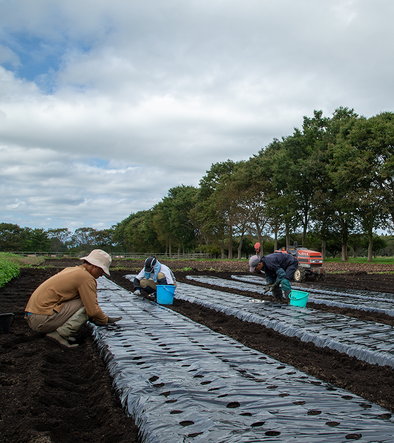 Tohoku_bokujo's tweet image. ニンニクの植え付け始まりました🧄
尖った方を上に、1片ずつ丁寧に土へ
堆肥たっぷりの畑で農薬ゼロ🌱
冬を越えて来年の夏に収穫✨

#東北牧場 #青森県 #東北町 #循環型農業 #秋の畑 #無農薬 #ニンニク #農作業