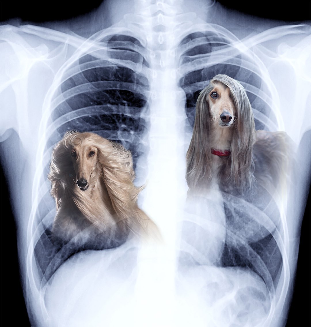 GhettoGronk's tweet image. Trevor Lawrence got that dawg in him