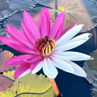 Uz58Vm's tweet photo. #NewProfilePic https://t.co/K6eFUIgf6v