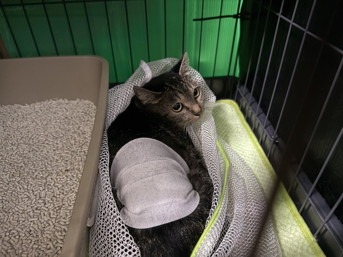 kokoichiban2's tweet photo. アサヒマの母猫🍀
避妊手術を終えて帰って来ました

手術前
ネット込みで3.30kg
初産、推定年齢1歳

😭小さな身体で2匹の子猫を育てた母猫

#保護9日目
#避妊手術
#益々人間不信 https://t.co/BBOEnxEro2