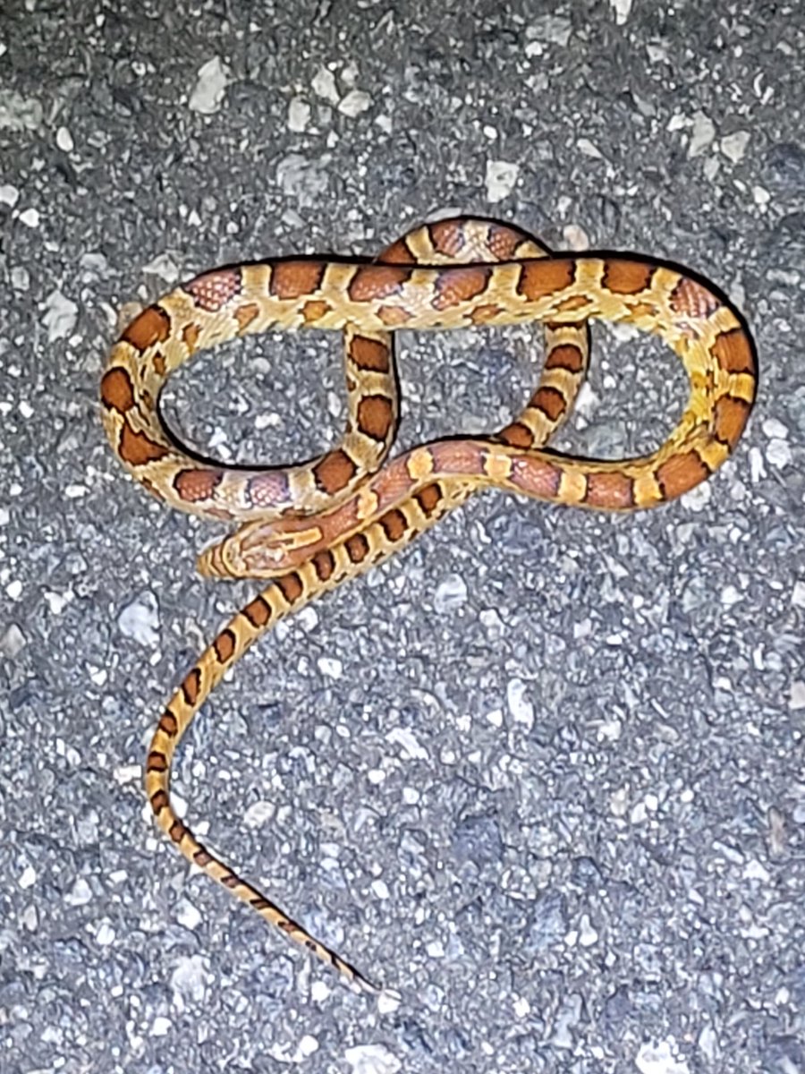 I saw this friendly snake on the way home a few hours ago. #RedRatSnake #Snake #Florida #CornSnake