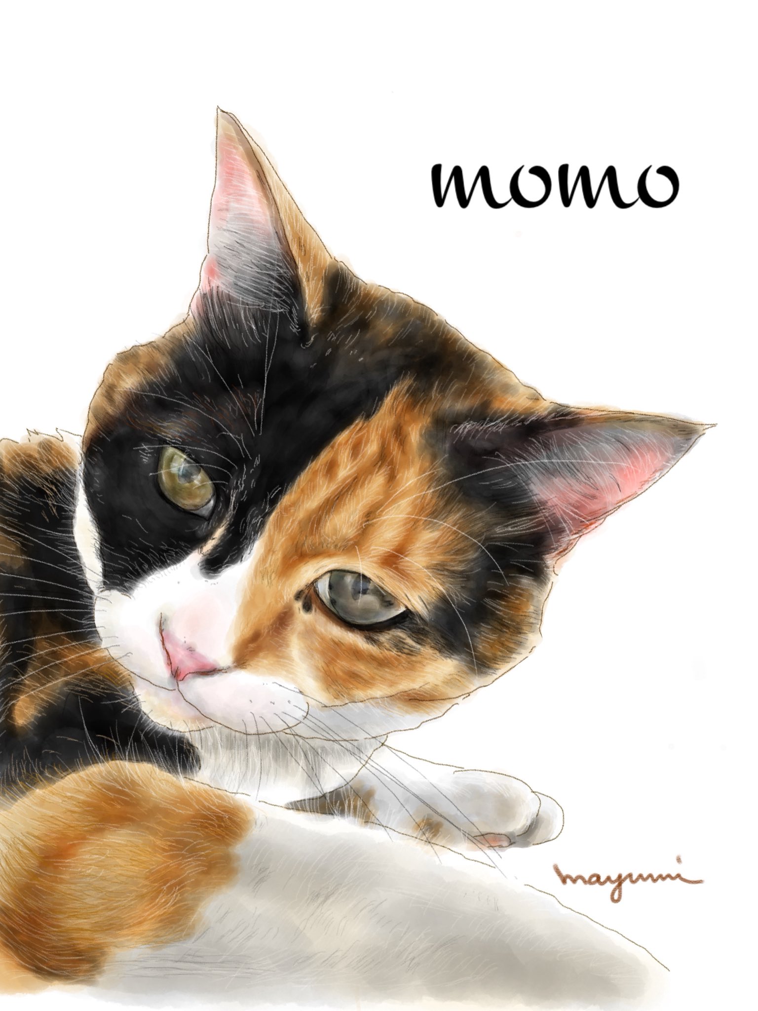 mayumi@ねこめがね on X: 