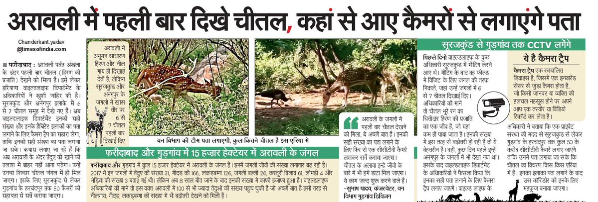 chanderkant yadav/चन्द्रकान्त यादव (@chanderkantnbt) on Twitter photo अरावली में दिखा चीतल #NBT <a href="/moefcc/">MoEF&CC</a> <a href="/RaoNarbir/">Rao Narbir Singh</a> <a href="/cmohry/">CMO Haryana</a> <a href="/Veeren_Verma/">Veerendra Verma</a> #Faridabad अरावली में दिखा चीतल #NBT <a href="/moefcc/">MoEF&CC</a> <a href="/RaoNarbir/">Rao Narbir Singh</a> <a href="/cmohry/">CMO Haryana</a> <a href="/Veeren_Verma/">Veerendra Verma</a> #Faridabad