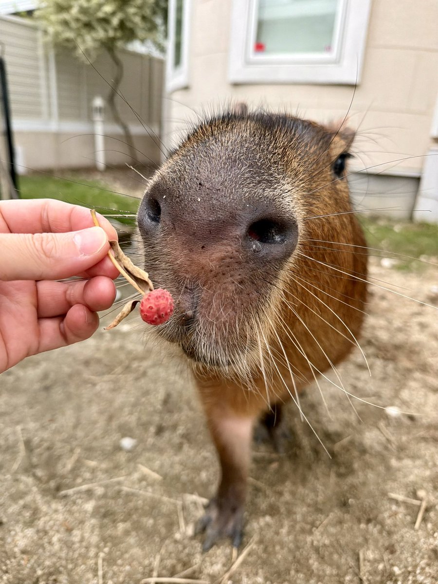 カピバラページ カピバラ - البحث / X
