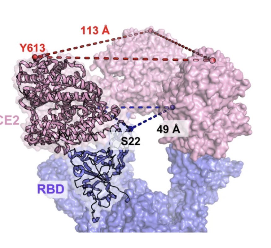 Good news! Scientists created a super protein that blocks all #Covid variants tested — even SARS-1.

It locks onto the virus’s spike in 3 spots at once, jamming infection before it starts.
nature.com/articles/s4200…