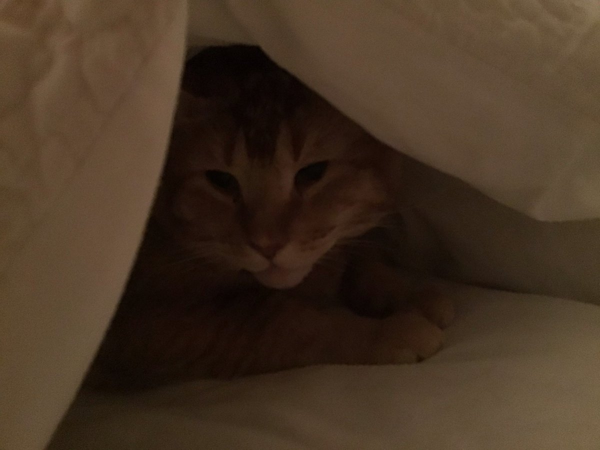 jmw176's tweet photo. #CatsOfTwitter #Hedgewatch #TentTuesday Mum says it’s a long time since I have burrowed under the covers 🤔 but I say warm & comfy for me 😹 Have a pawsome day my floofs 🐾🧡😻🧡🐾 https://t.co/MlvBasoN2y