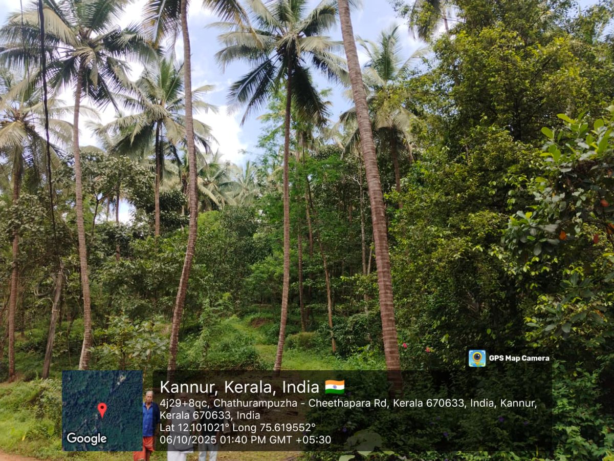 CoconutBoard's tweet image. Random field inspection of various coconut farmer clusters in Kozhikode and Kannur districts as part of the PICCS scheme implementation was conducted on 06.10.2025
#PICCS #CDBSchemes
