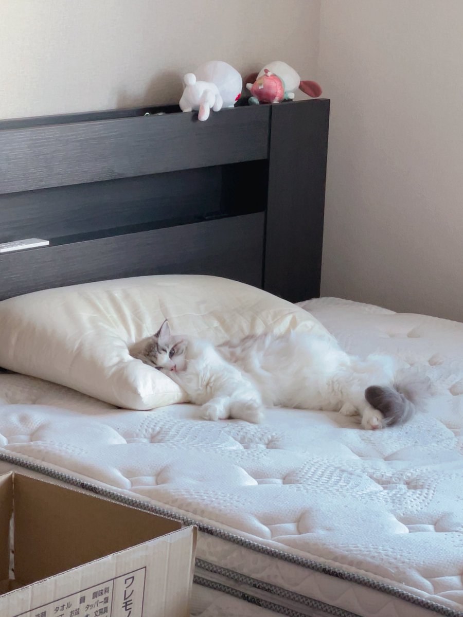 rhea_ragdoll's tweet image. いい感じに枕に埋もれるねこ見て…