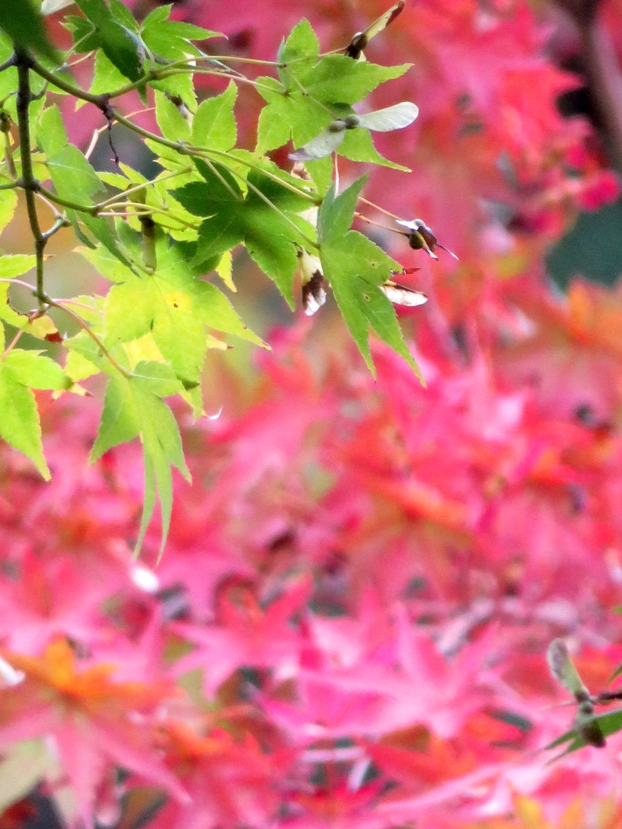 hitomihcx's tweet photo. Tenryu temple/天龍寺/2025.10.03
#Kyoto #京都 #arashiyama #嵐山
#TenryuTemple #天龍寺
#NearbyTemple #近所の寺
#WorldHeritage #世界遺産
#NearbyWorldHeritage #近所の世界遺産
#AutumnLeaves #紅葉
#SilverGrass #ススキ #すすき
#Egret #鷺 #サギ
#GreyHeron #アオサギ #青鷺 https://t.co/BeCsnt9Z64