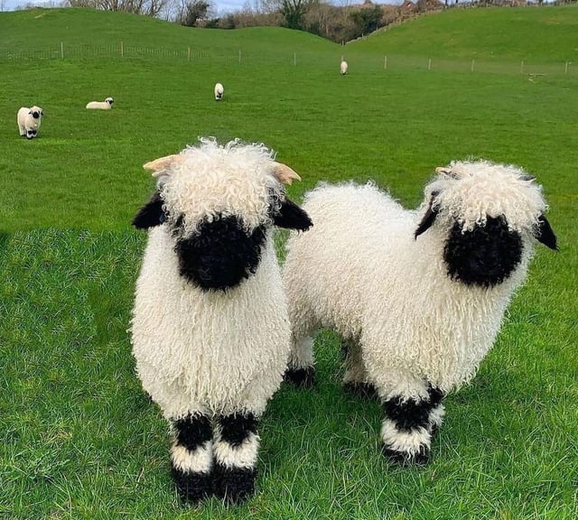 Juno (She/HerFucker) (@dewenjoyer) on Twitter photo I like when Ralsei is drawn like one of these guys I like when Ralsei is drawn like one of these guys