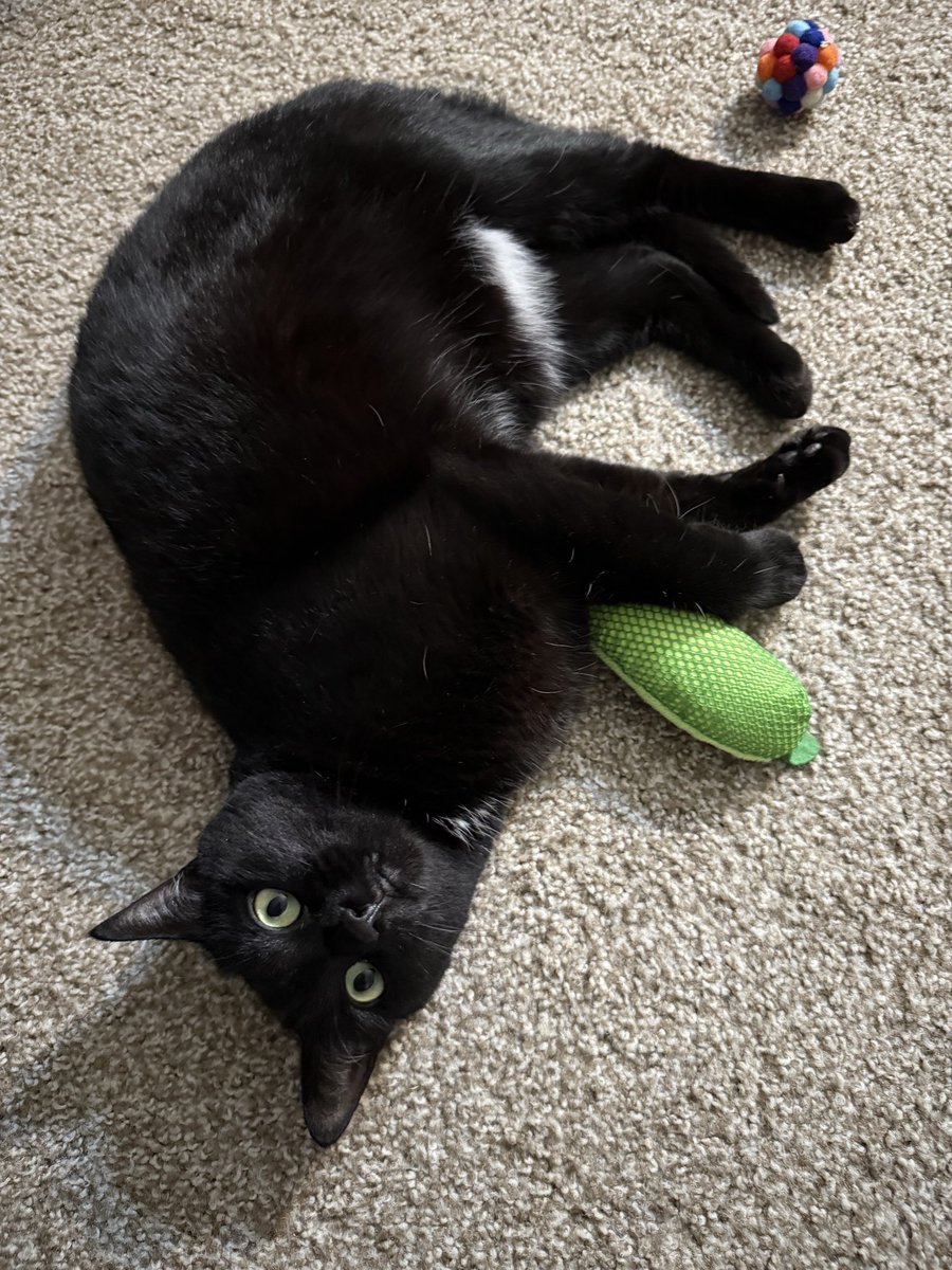 wednesday 🐈‍⬛🇵🇸🖤 tweet media