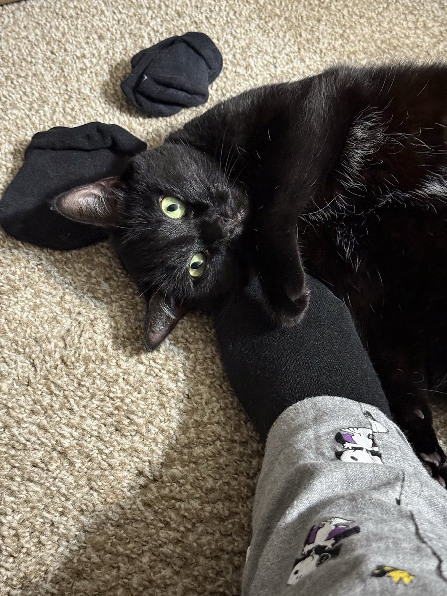 wednesday 🐈‍⬛🇵🇸🖤 tweet media